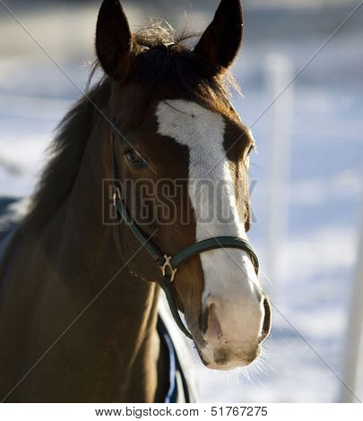 Single Horse in a winter landscape