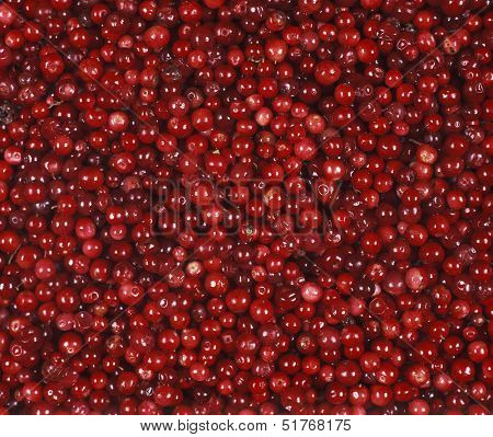 Full Frame of Lingonberries