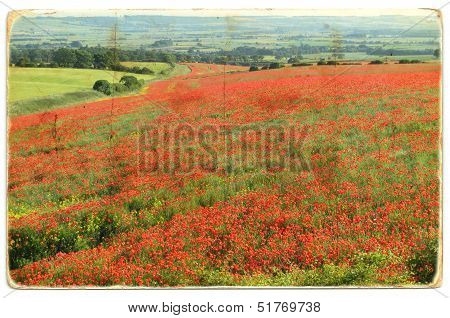 Poppy field with a grunge effect