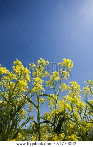 Oilseed Rape from low angle view towards blue sky