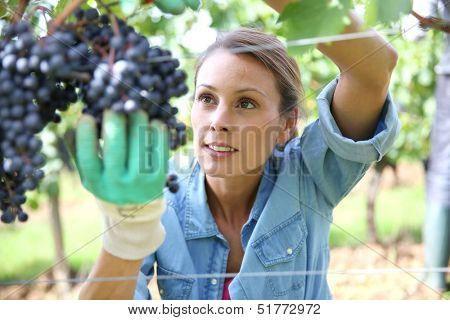 Beautiful woman in vineyard picking grape
