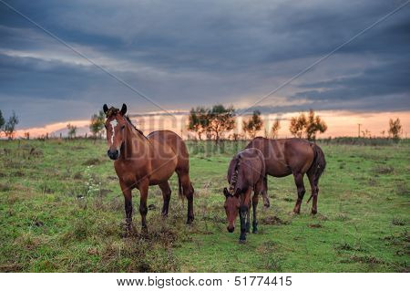 three horse on the meadow