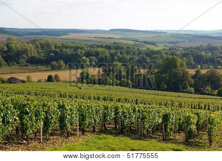 Vineyard of the hillsides of Chablis (Burgundy France)