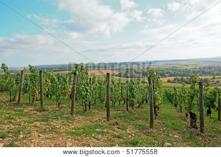 Vineyards, Chablis Burgundy (France)
