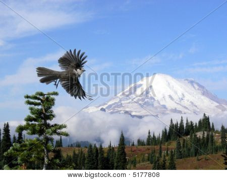 Sojka šedá na Mt Rainier