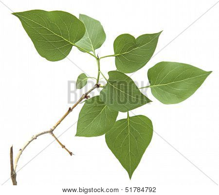 branch with green leaves isolated on a white background. branch of lilac.