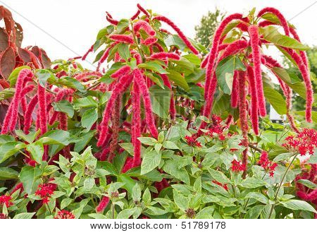 Amaranthus Flowers