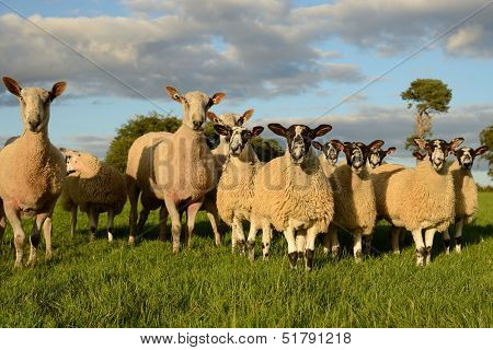 Curious sheep