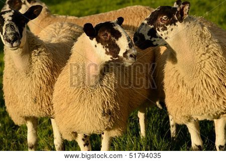 Sheep weighing up their options