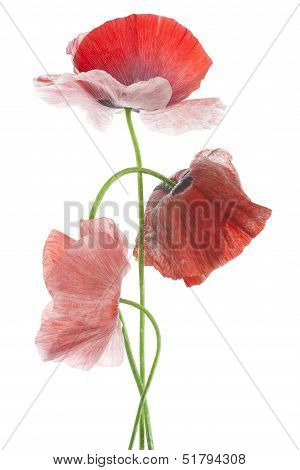 Poppy