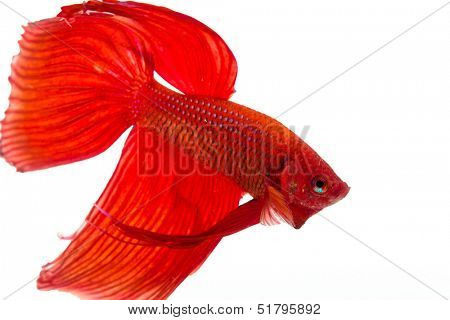 Red Siamese fighting fish (Betta splendens) isolated on white background.