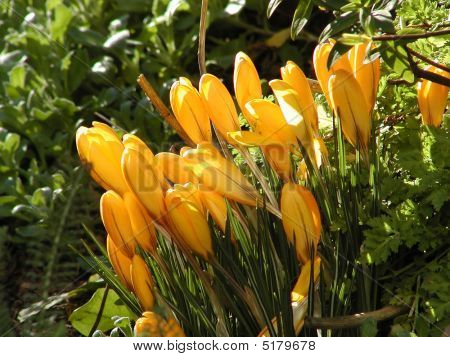 Crocus