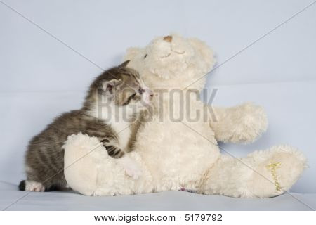 Kitty