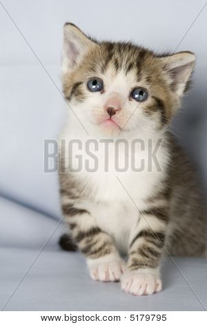 Kitty