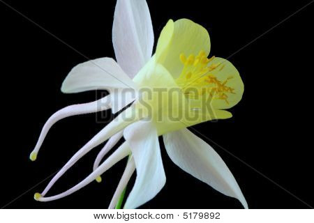 Aquilegia