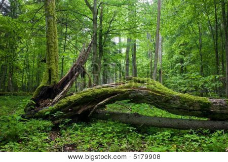 ยืนผลัดใบป่า Bialowieza
