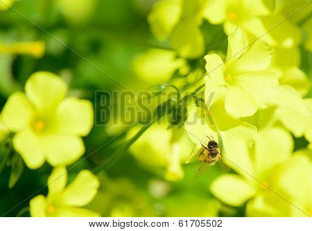 Bee And Flowers