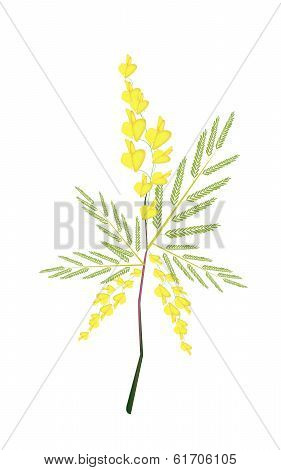 Fresh Sesbania Javanica Plant On White Background