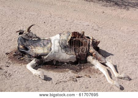 Dead Cow On The Ground, Somalia, Africa