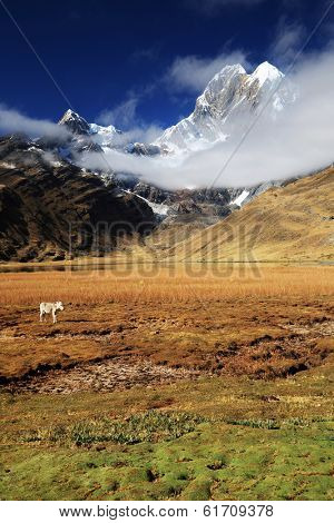 Donkeys in Cordiliera Huayhuash, Laguna Jahuacocha, Peru, South America