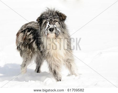 Romanian shepherd dog playing in the snow