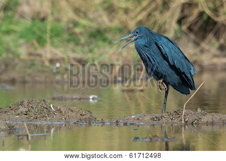 Black Egret Panting With Its Tongue Out