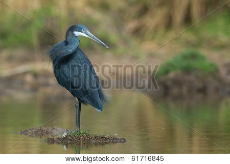 Western Reef Heron Standing On Small Island In A Pond