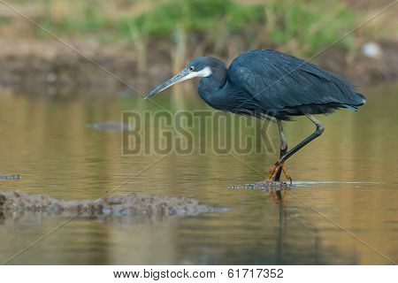 Western Reef Heron Wading In A Pond