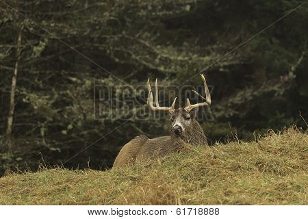 Resting elk