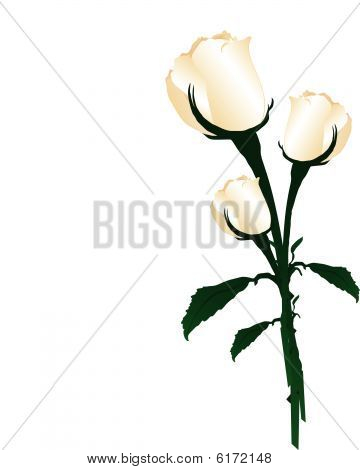 Hvid Rose