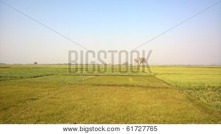Fields and Farming