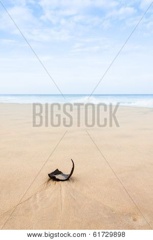 Old coconut shell on the beach