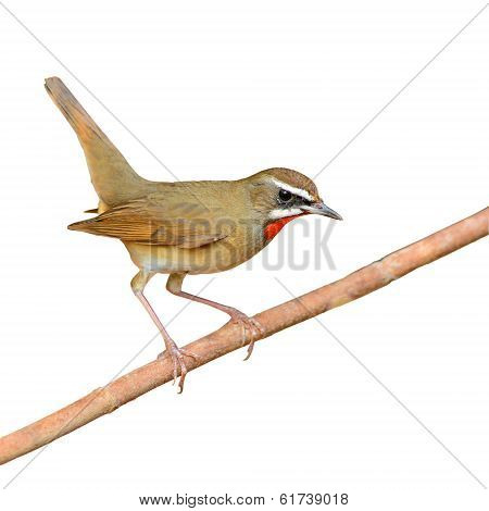 Siberian Rubythroat Bird