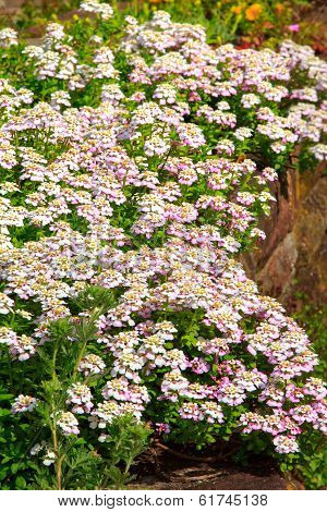 Flowers Alyssum (Lobularia maritima).