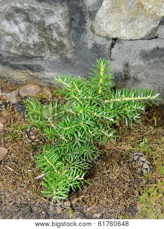Fir Abies Koreana