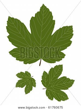 Green maple leaf