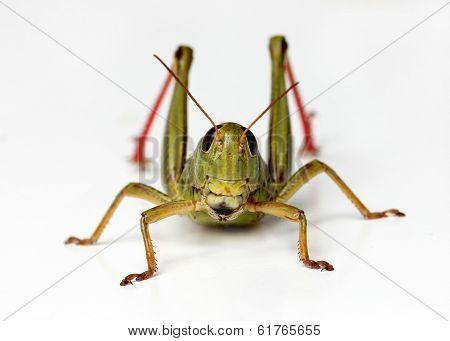 Front view of grasshopper