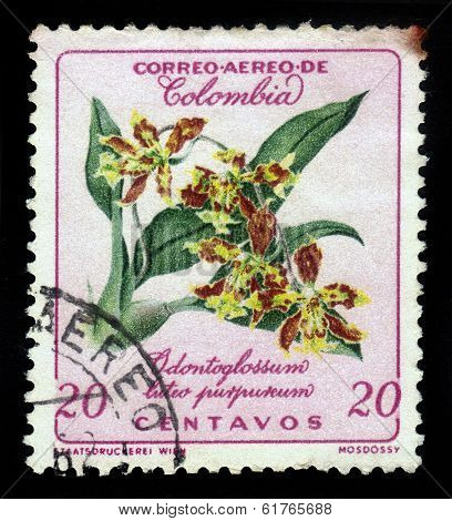 Flower Of Orchid, Odontoglossum