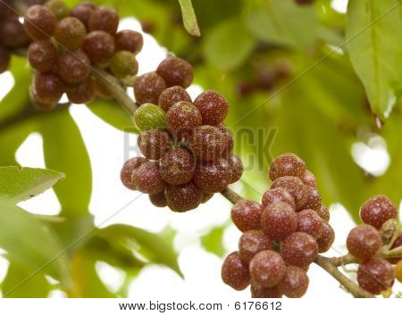 Shepherdia argentea