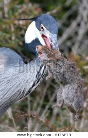 Heron And Catch