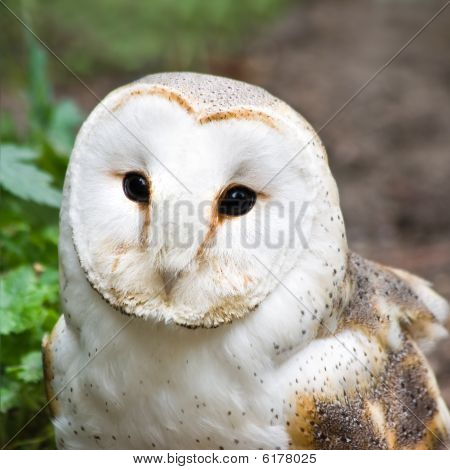 Kerkuil of kerk Owl - vierkant plaatje