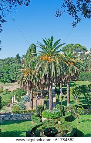 Palm Tree In The Park
