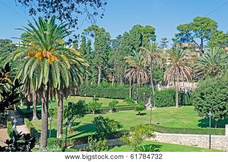 Palm Trees
