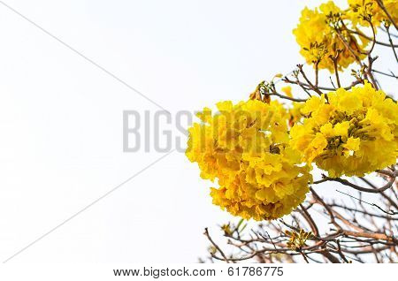 Silver Trumpet Tree