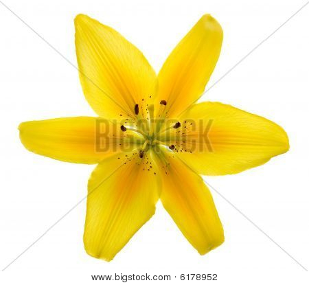 Lily