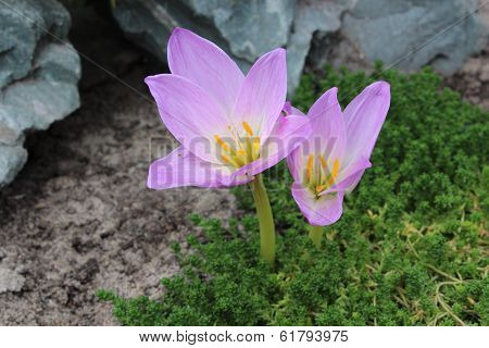 Crocus
