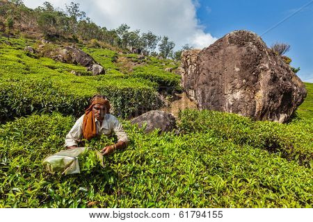 KERALA, INDIA - FEBRUARY 18, 2014: Unidentified Indian woman harvests tea leaves at tea plantation at Munnar. Only uppermost leaves are collected and workers collect daily up to 30 kilos of tea leaves