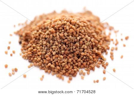 Andrographis paniculata Seeds or kalmegh