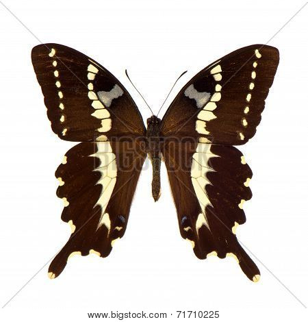 Brown Butterfly Isolated On White Background