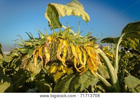 Field Of Yellow Sunflowers